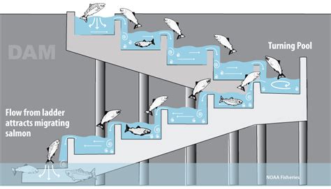 What are Fish Ladders: Benefits for Aquatic Ecosystems.